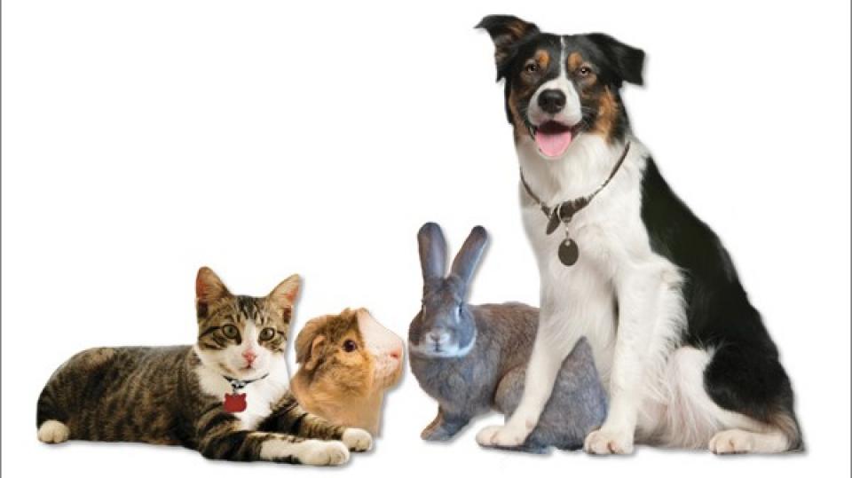 Launch of Animal Welfare Grant Programme for Registered Animal